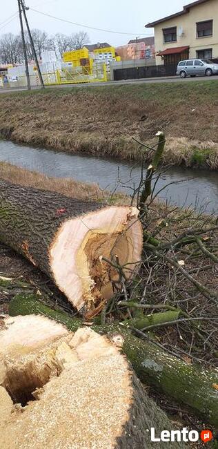 wycinanie-przycinanie drzew