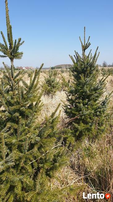 choinki lub drzewka do nasadzeń jodły, świerki, daglezje