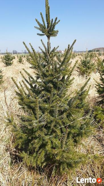 choinki lub drzewka do nasadzeń jodły, świerki, daglezje