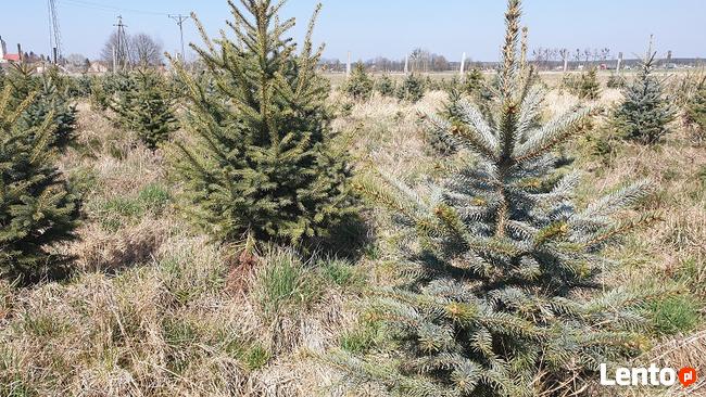 choinki lub drzewka do nasadzeń jodły, świerki, daglezje