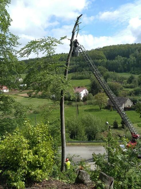 Wycinka i pielęgnacja drzew