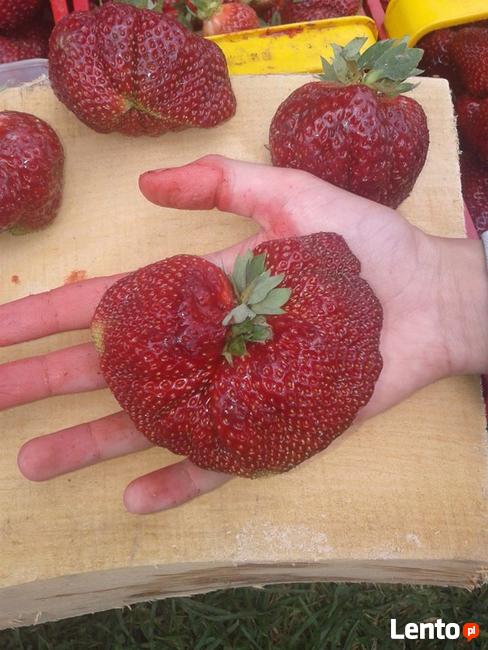 SZKÓŁKA sadzonek truskawek 0,60 gr ( rachunek na dotacje)