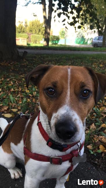 Reproduktor jack russell terier rodowód 2018r.