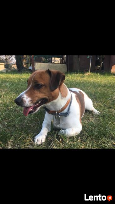 Reproduktor jack russell terier rodowód 2018r.