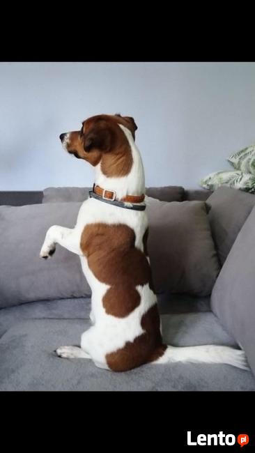 Reproduktor jack russell terier rodowód 2018r.