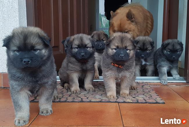 EURASIER urodziły się 3 dziewczyny i 3 chłopców