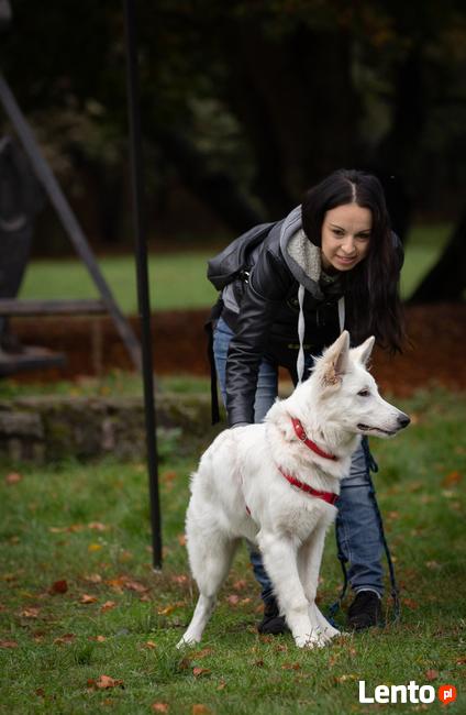Szkolenia Psów i Spacery Socjalizacyjne Paula Dzikowicz-Proć