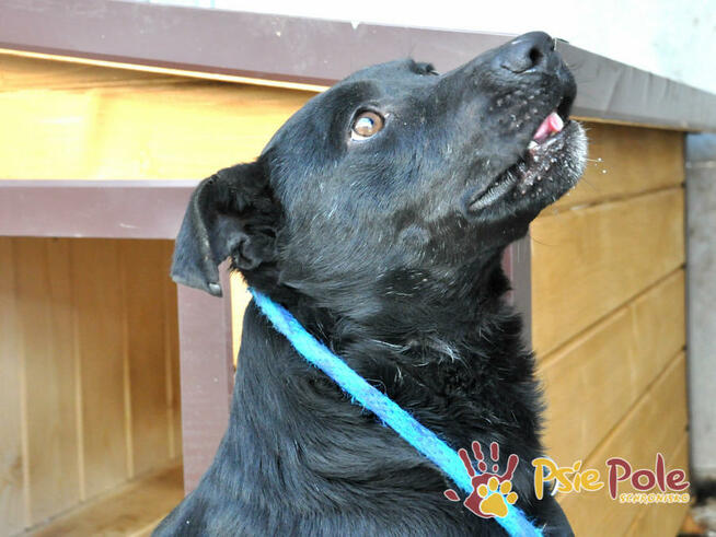 NAJKON-spokojny, trochę nieśmiały, przyjazny psiak z przeszł