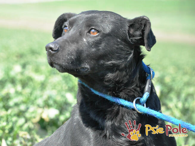 NAJKON-spokojny, trochę nieśmiały, przyjazny psiak z przeszł