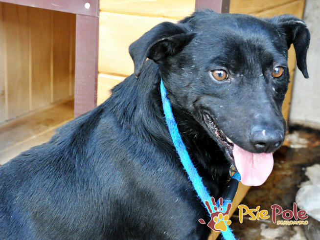 NAJKON-spokojny, trochę nieśmiały, przyjazny psiak z przeszł