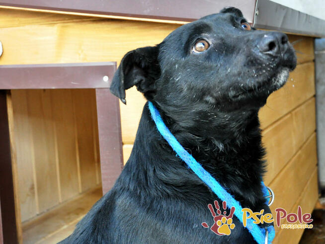 NAJKON-spokojny, trochę nieśmiały, przyjazny psiak z przeszł