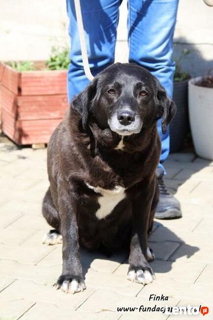 Finka- pragnie by ktoś ją pokochał