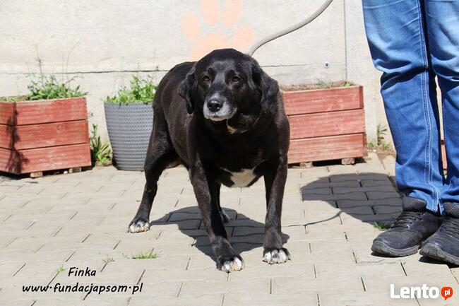 Finka- pragnie by ktoś ją pokochał