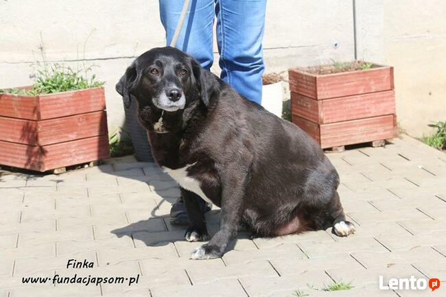 Finka- pragnie by ktoś ją pokochał