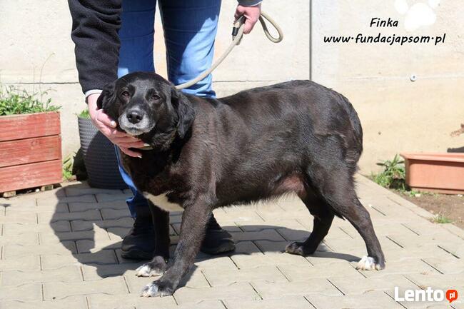 Finka- pragnie by ktoś ją pokochał