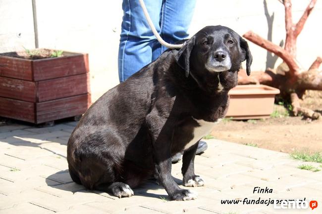 Finka- pragnie by ktoś ją pokochał