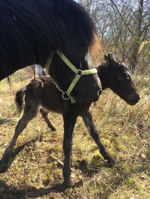 Stajnia pensjonat pastwisko dla koni emerytów bez boksów waw