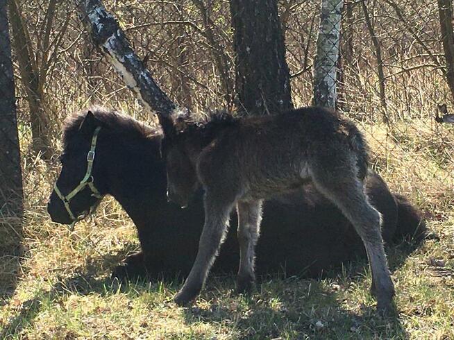 Stajnia pensjonat pastwisko dla koni emerytów bez boksów waw