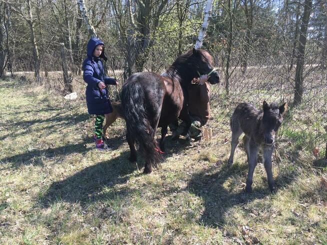 Stajnia pensjonat pastwisko dla koni emerytów bez boksów waw