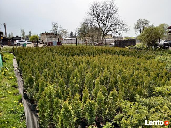 Tuja szmaragd 70-80 cm doniczka 3l Krosno / Dowóz