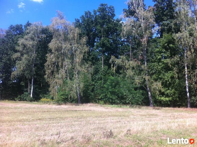 Trzcianka w gm. Wilga. Działka Budowlana.