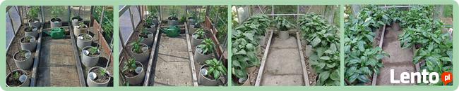 Opaski, doniczki spinane. Pierścienie do pomidorów