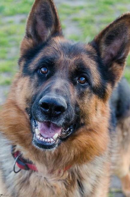 Wiktor - w typie Owczarek niemiecki; lubi się uczyć