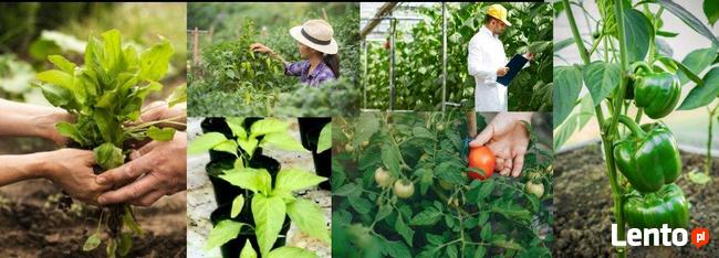 Opaski, doniczki spinane. Pierścienie do pomidorów