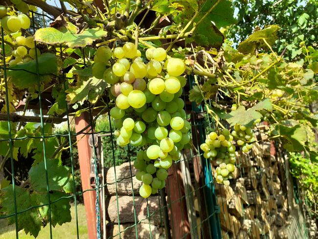 Sadzonki winorośli owoce do spożycia na wino i soki