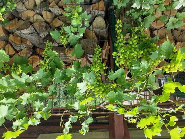 Sadzonki winorośli w doniczkach