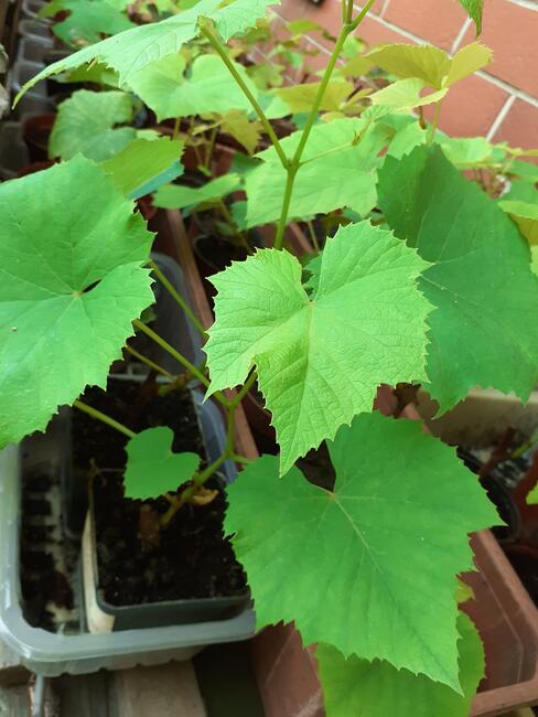 Sadzonki winorośli w doniczkach