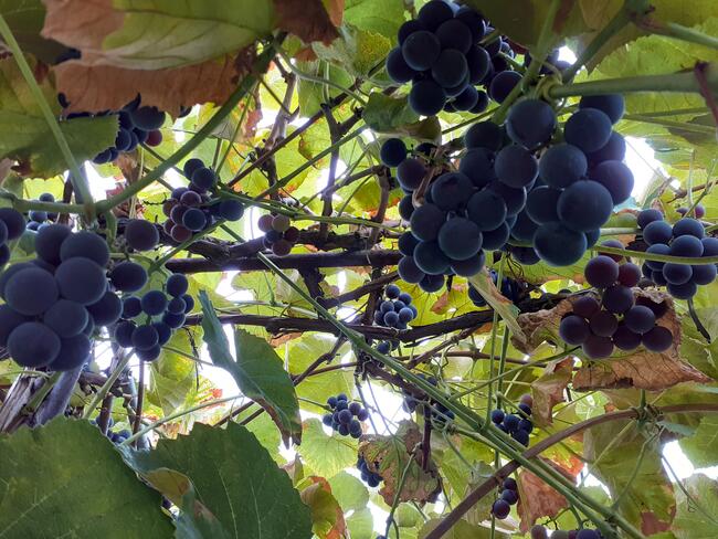 Sadzonki winorośli owoce do spożycia na wino i soki