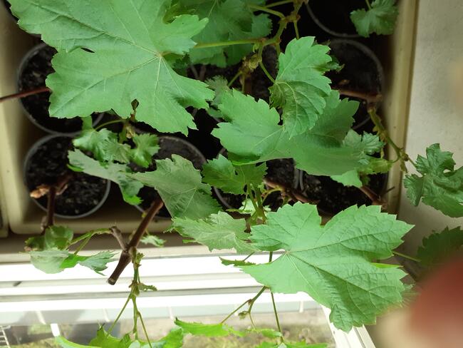 Sadzonki winorośli owoce do spożycia na wino i soki