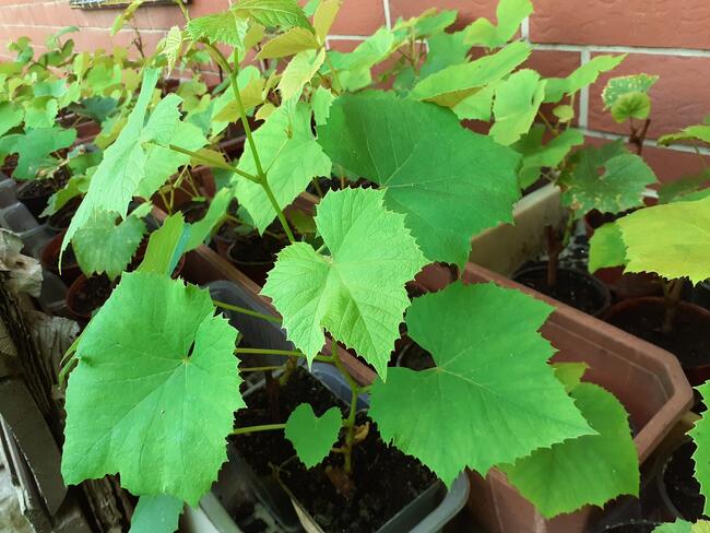 Sadzonki winorośli w doniczkach