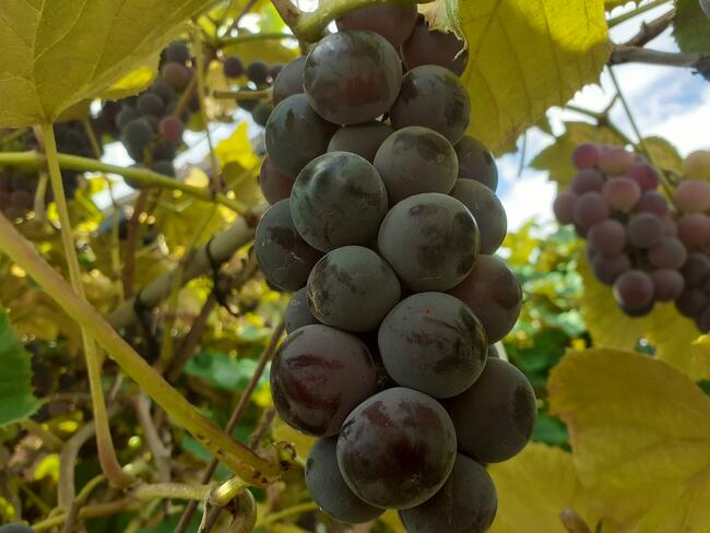 Sadzonki winorośli owoce do spożycia na wino i soki