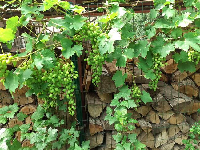 Sadzonki winorośli w doniczkach