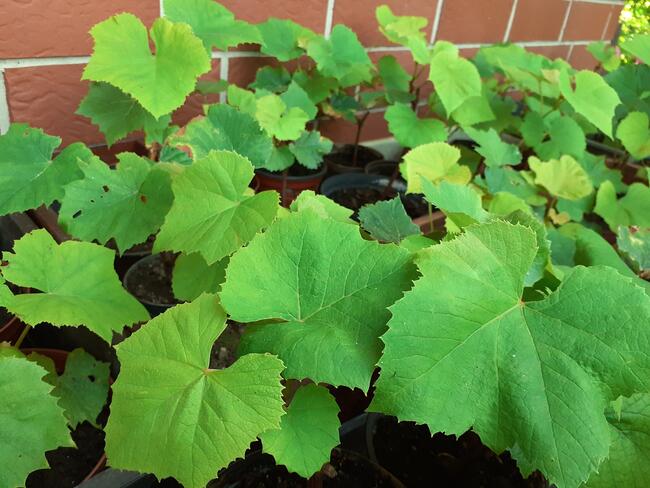 Sadzonki winorośli owoce do spożycia na wino i soki