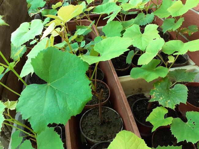 Sadzonki winorośli w doniczkach