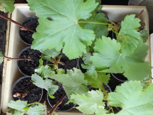 Sadzonki winorośli owoce do spożycia na wino i soki