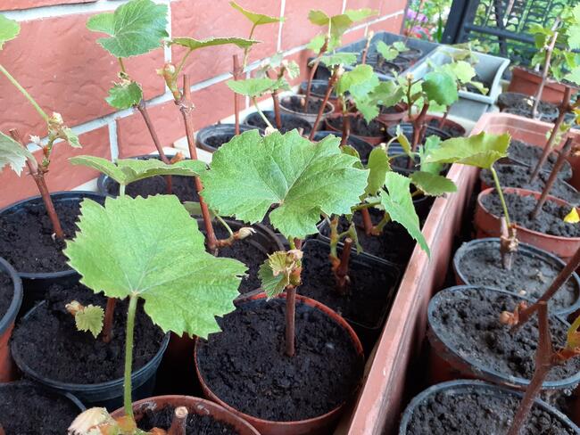 Sadzonki winorośli owoce do spożycia na wino i soki