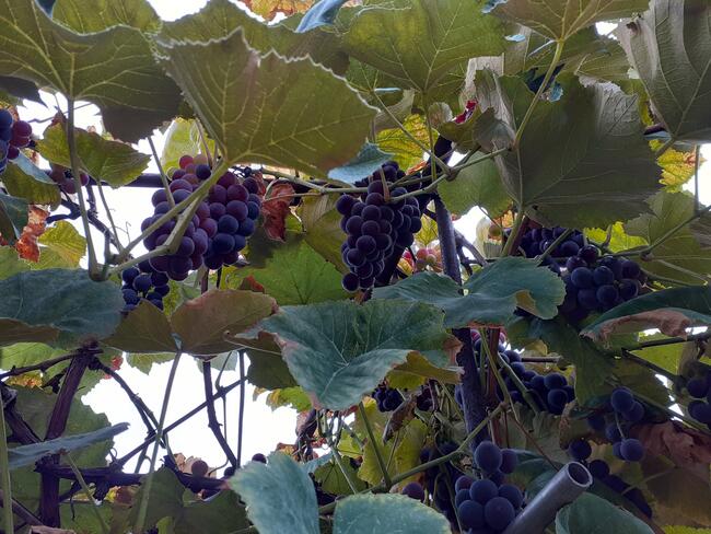 Sadzonki winorośli w doniczkach