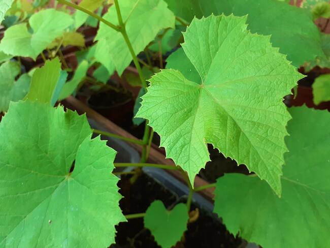 Sadzonki winorośli owoce do spożycia na wino i soki