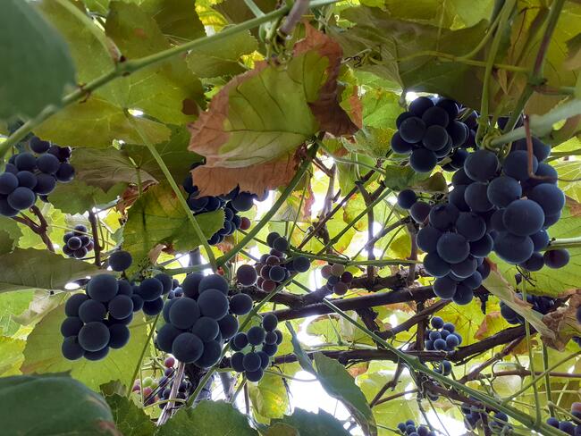 Sadzonki winorośli w doniczkach