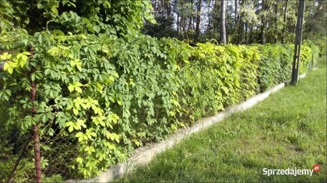 Sprzedam dom na wsi w otoczeniu lasu