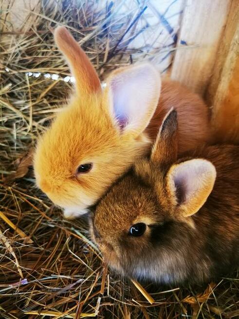 Króliki rasy burgundzkie burgundy burgund