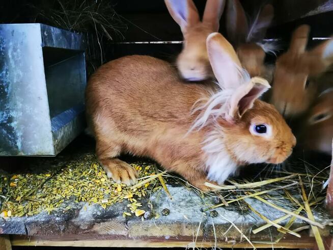 Króliki rasy burgundzkie burgundy burgund