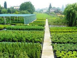 Krzewy ozdobne- duży wybór