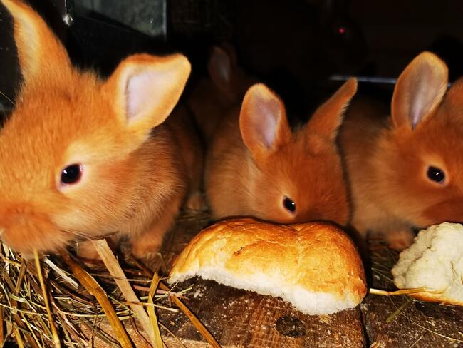 Króliki rasy burgundzkie burgundy burgund