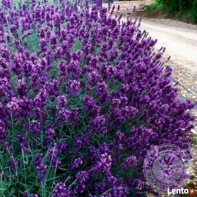 Lawenda wąskolistna Dark Havana