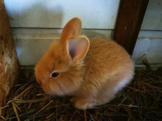 Króliki rasy burgundzkie burgundy burgund